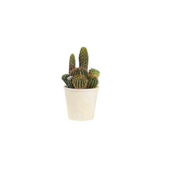 Pianta Artificiale Cactus
